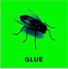 Glue Skateboards